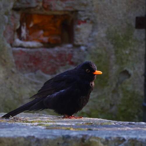 Photo #13705692