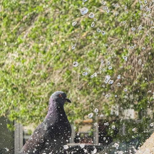 Photo #13705744