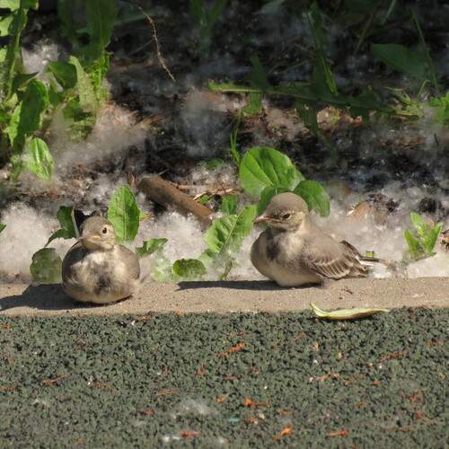 Photo #13705788