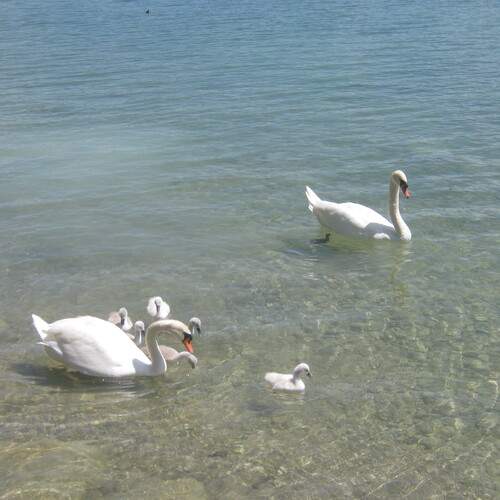 Photo #13705817
