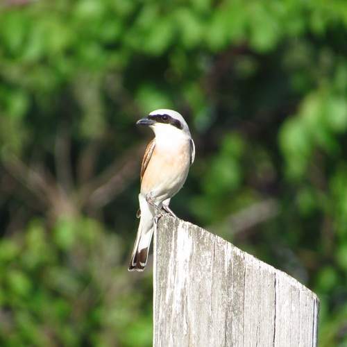 Photo #13705870
