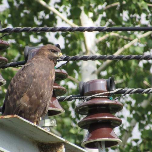 Photo #13705885