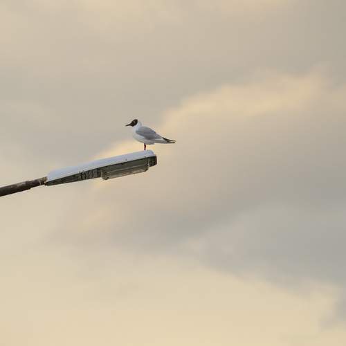 Photo #13706140