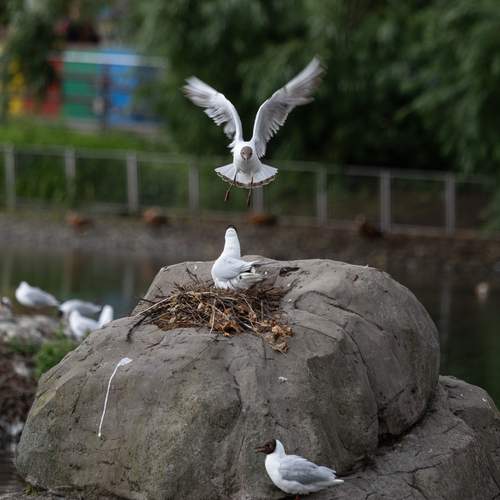 Photo #13706141