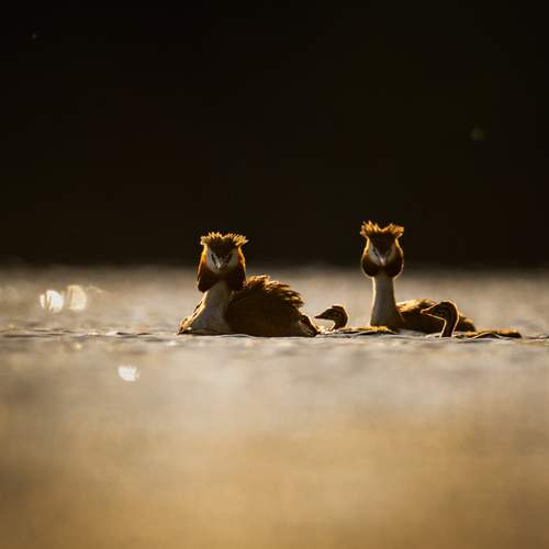 Photo #13706166