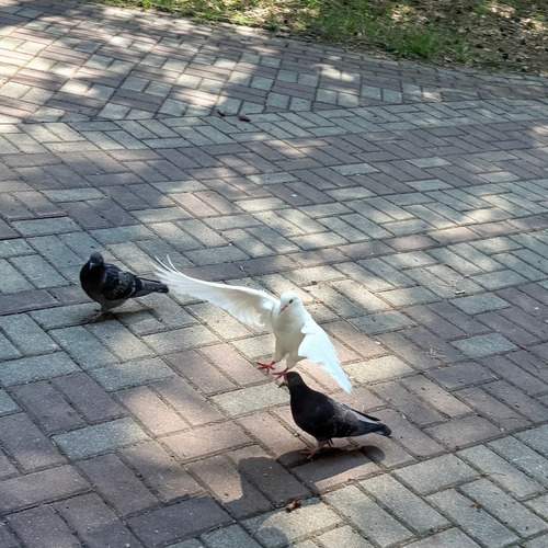 Photo #13706180