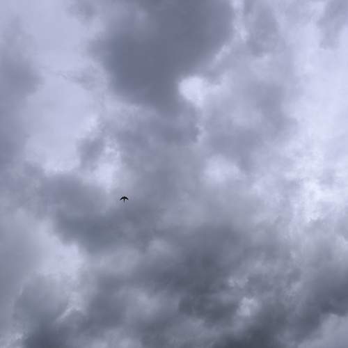 Photo #13706226