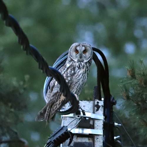 Photo #13706234