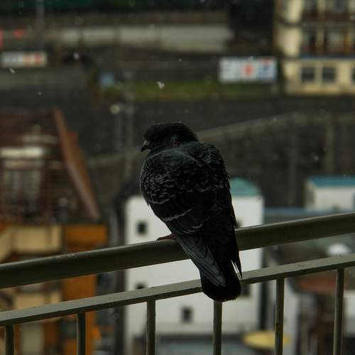 Photo #13706235