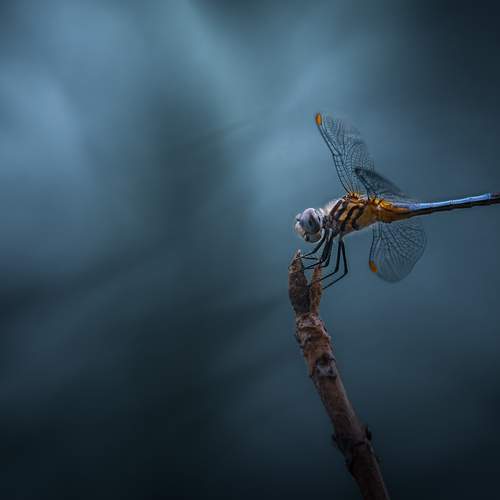 Photo #13706241