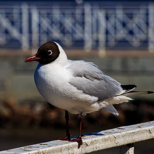 Photo #13706266