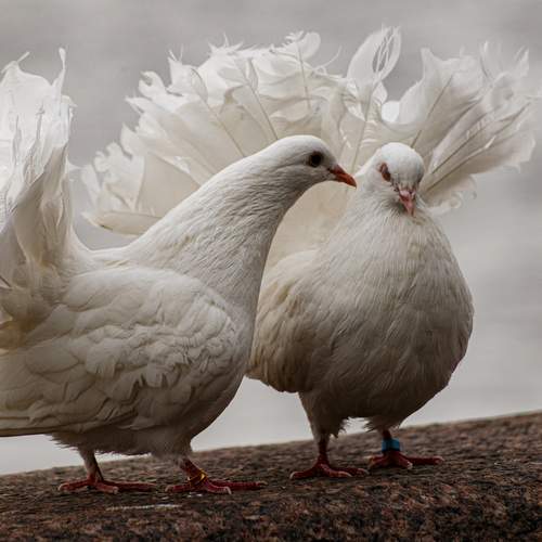 Photo #13706274