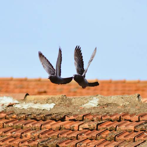 Photo #13706406