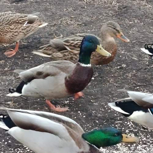 Photo #13706483