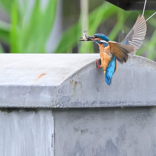 Photo #13706520