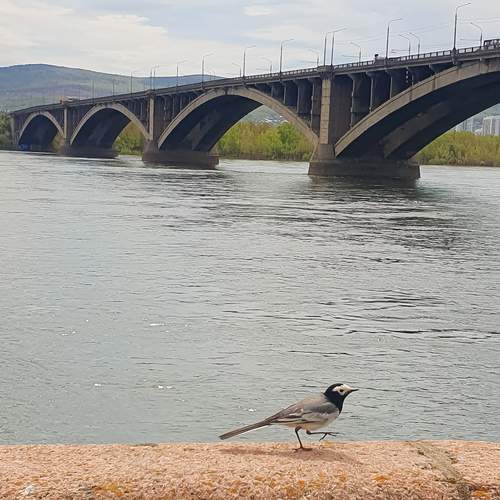 Photo #13706532