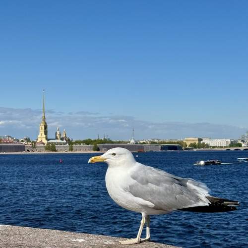 Photo #13706550