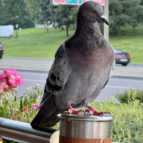 Photo #13706551