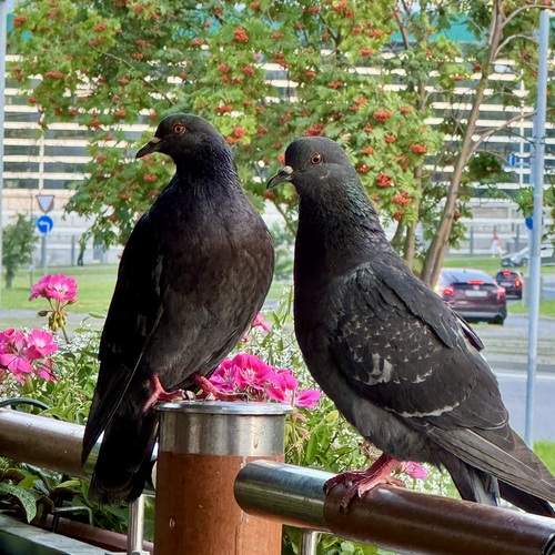 Photo #13706552