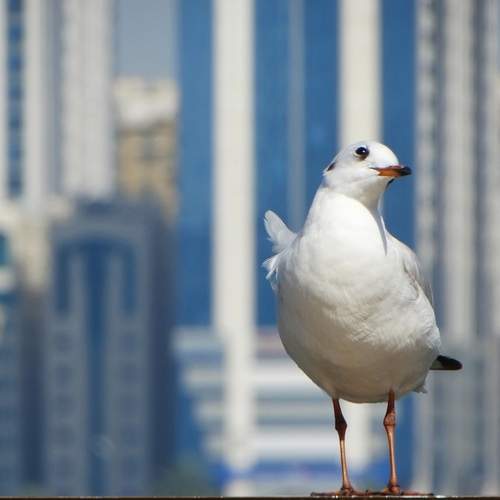 Photo #13706583