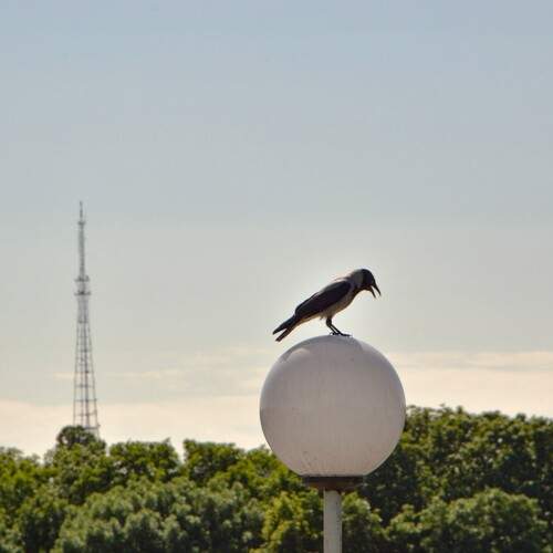 Photo #13706615