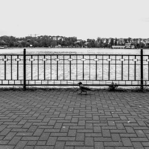 Photo #13706617