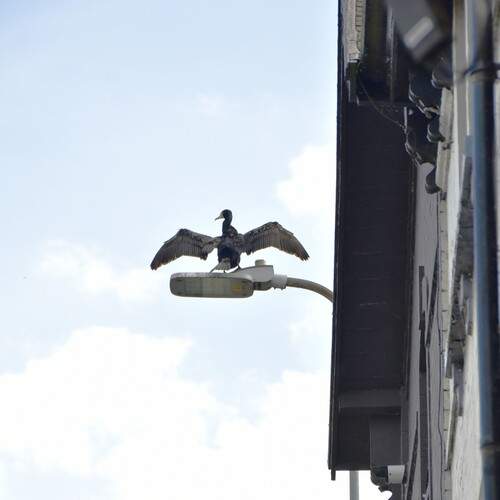 Photo #13706620