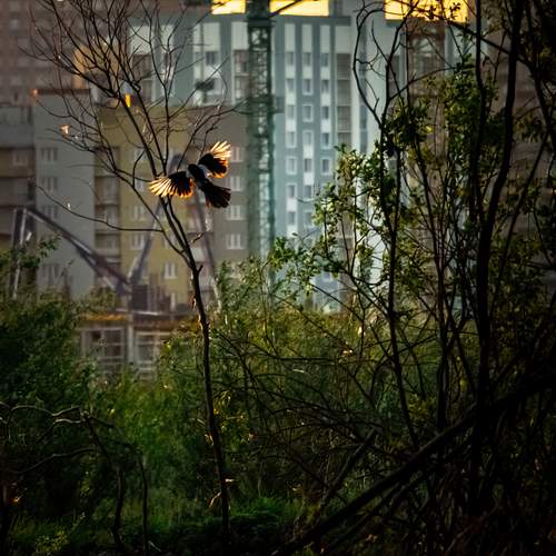 Photo #13706680