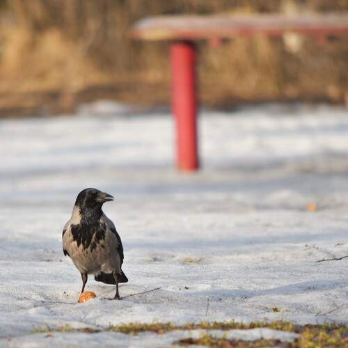 Photo #13706789