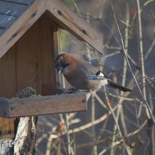Photo #13706790
