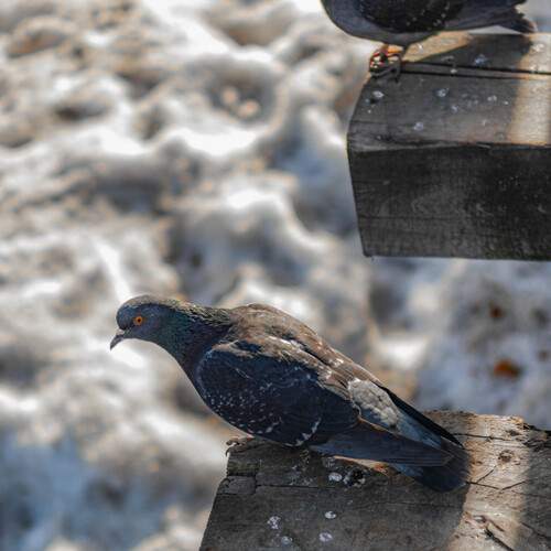 Photo #13706817