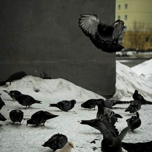 Photo #13706836
