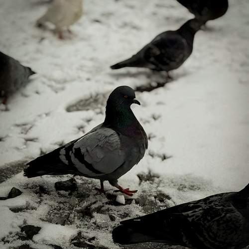 Photo #13706838