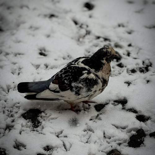 Photo #13706839