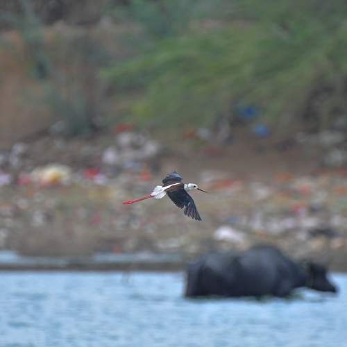 Black-winged Stilt