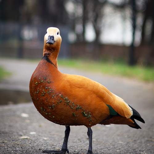 Photo #13706901