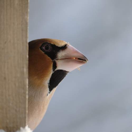 Photo #13706928