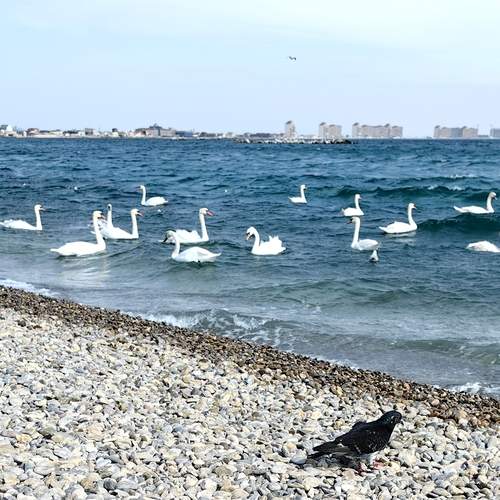Photo #13707015