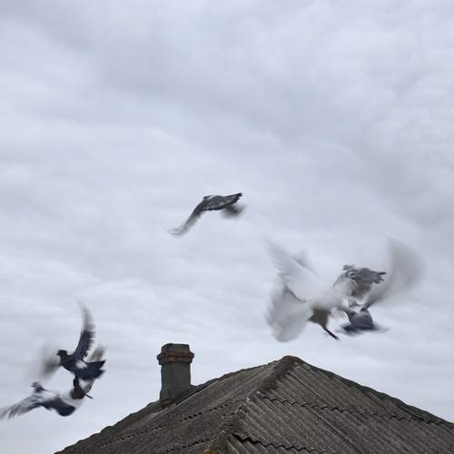 Photo #13707016