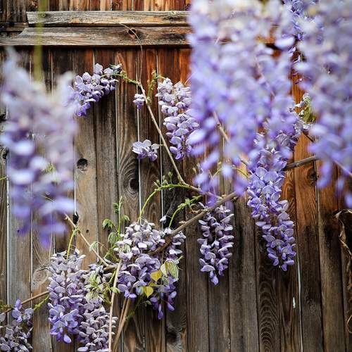 Photo #13707046