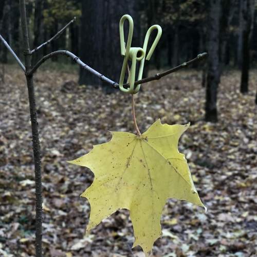 Photo #13707119