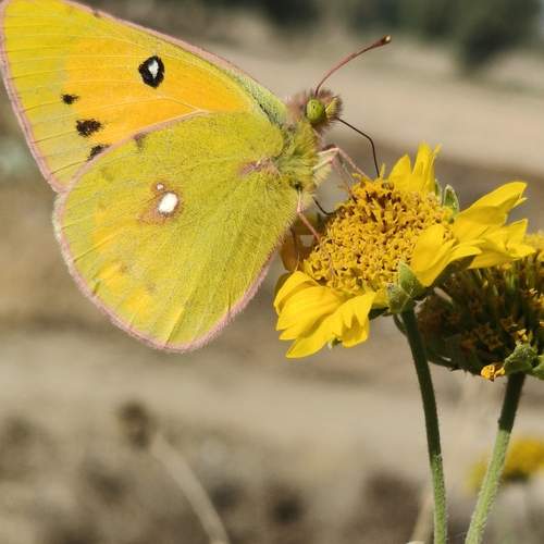 Yellow butterfly