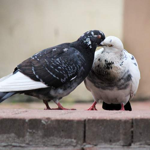 Photo #13707236
