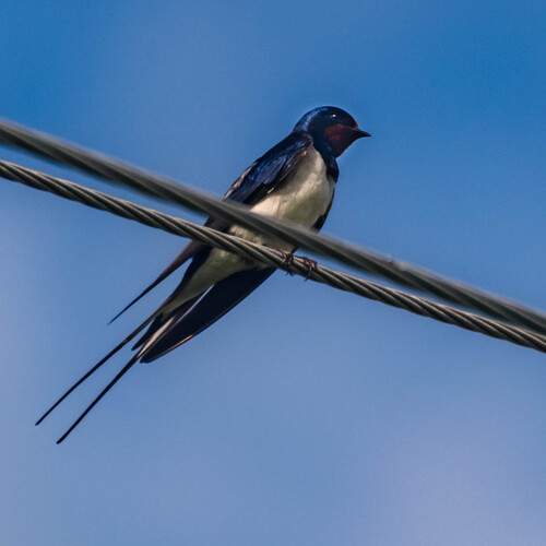 Photo #13707583