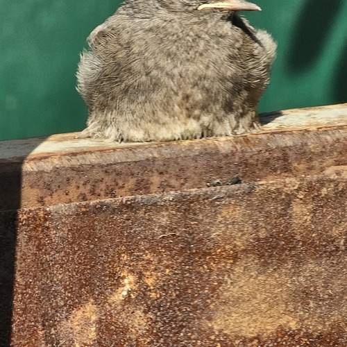 Photo #13707589