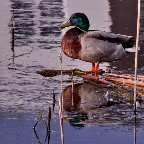 Photo #13707679