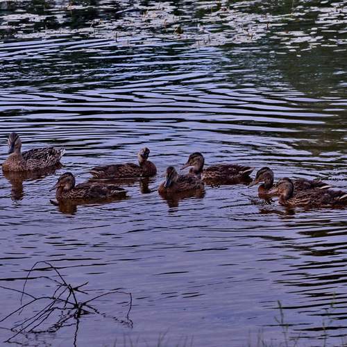 Photo #13707680