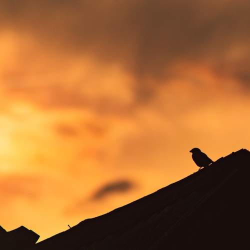 Photo #13707807