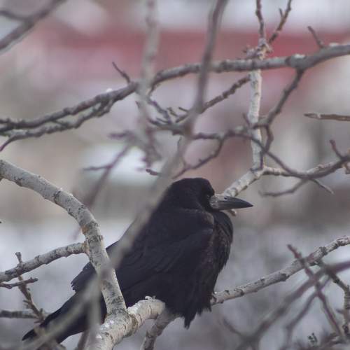 Photo #13707833
