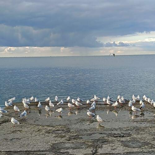 Photo #13707887